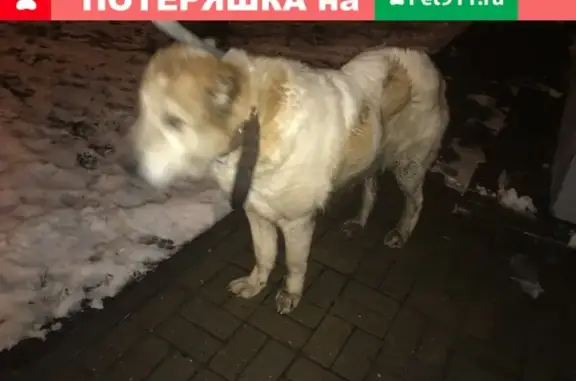 Собака Алабай найдена в Балашихе, Кучино