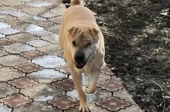 Собаки потеряшки, Краснодар, фото: Потеряшка собака Нюська в Краснодаре, район Горхутор.