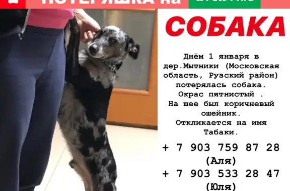Пропала собака в Мытниках, Рузский район, МО