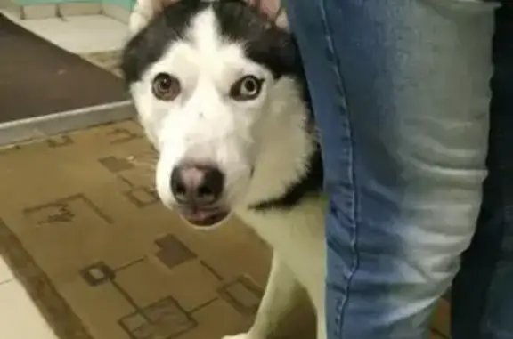 Собака найдена в районе кораблестроителей СПб