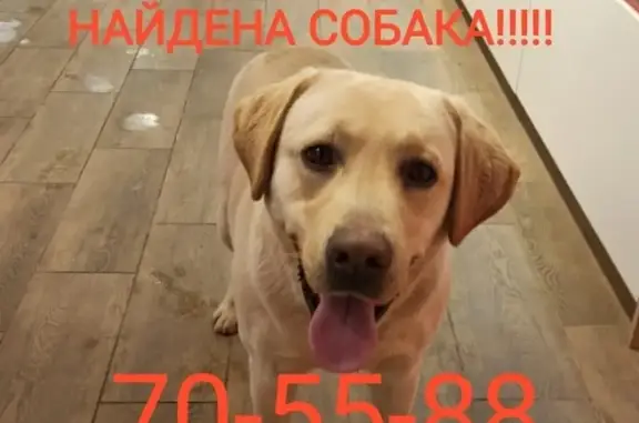 Найдена собака в Ульяновске, нужен описание хозяина
