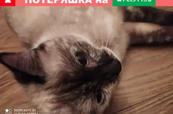 Найдена домашняя кошка на Сибирской улице, Томск, д. 27