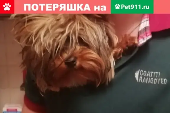 Пропала собака Лили в деревне Холмы, СНТ Сокол-3, Московская область