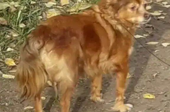 Пропала собака Русский той в поселении Снт Ключи