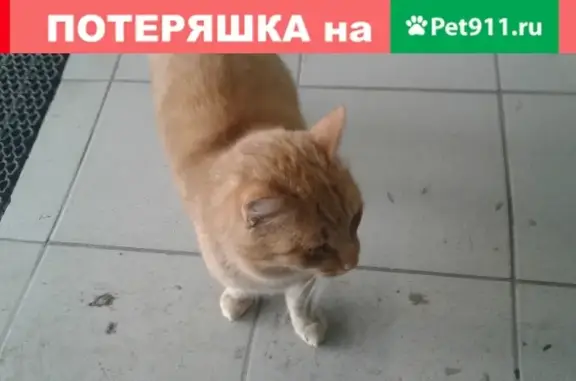 Найден рыжий кот в Волжском, 30 мкр, у магазина Магнит