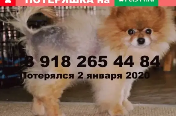 Пропала собака на Рашпилевской, 9 лет, рыжий с залысинами.