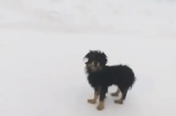 Собака найдена в Новосибирском районе, Планета.