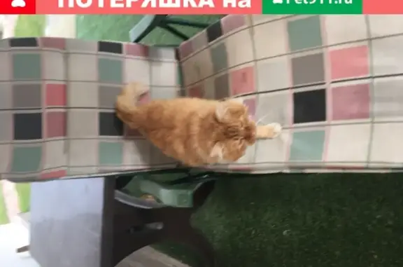 Найден рыжий кот с белой грудкой в Анапской станице