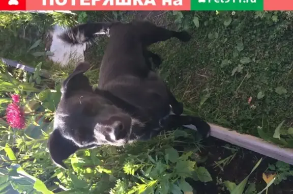 Пропала собака Луша в Нижневартовске