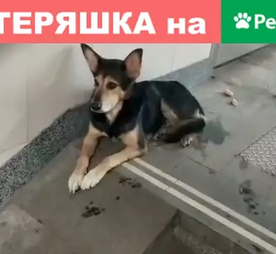 Найдена собака на Преображенской площади, черный окрас.