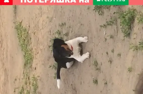 Пропала собака Шери в Батайске, район СЖМ 6
