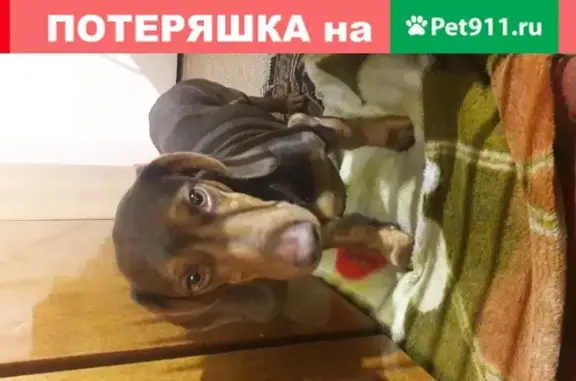 Собака Шоколадного окраса в ошейнике найдена в Партизанске, Приморский край