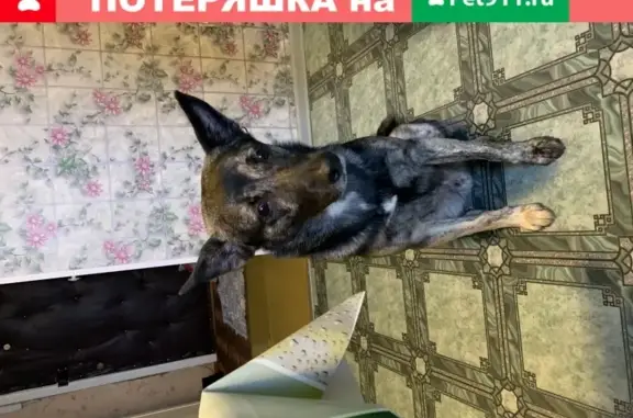 Найдена собака на улице Старцева, Пермь