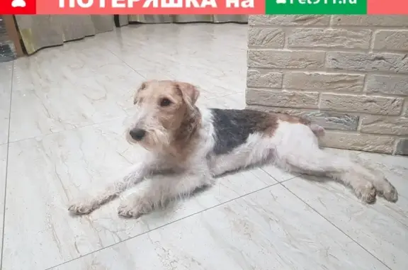 Пропала собака Фокстерьер в Ленобласти, вознаграждение гарантировано.