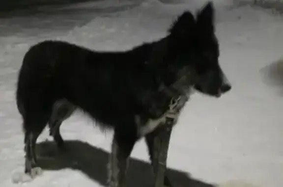 Найдена молодая собака в ИФНС 15, ищем хозяев