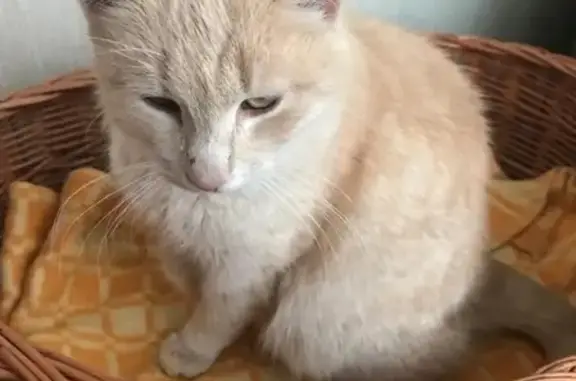 Найдена кошка в районе Филипповки, Краснодарский край