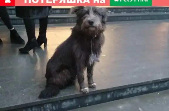 Собака на Астраханской улице, Саратов.