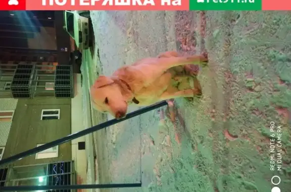 Найдена дружелюбная собака в Красноярске