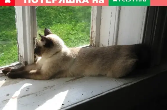 Пропала кошка без хвоста в Одинцовском округе, 9 лет, номер на ошейнике.