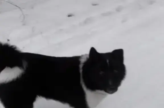 Найдена собака, Чкаловск, фото: Найдена собака на турбазе Сосновый берег