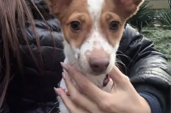Найден щенок на Навагинской улице, Сочи