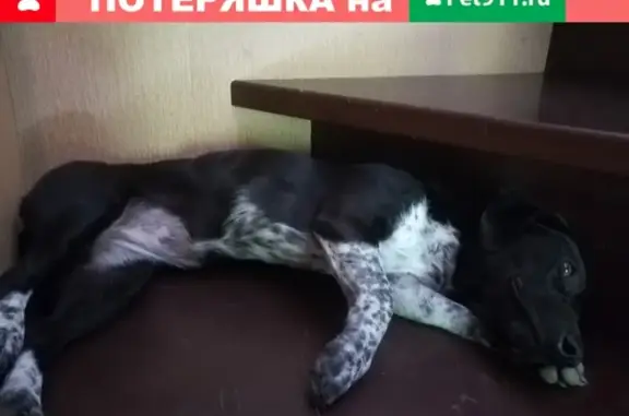 Пропала собака Помесь Курцхаара в Туапсинском районе