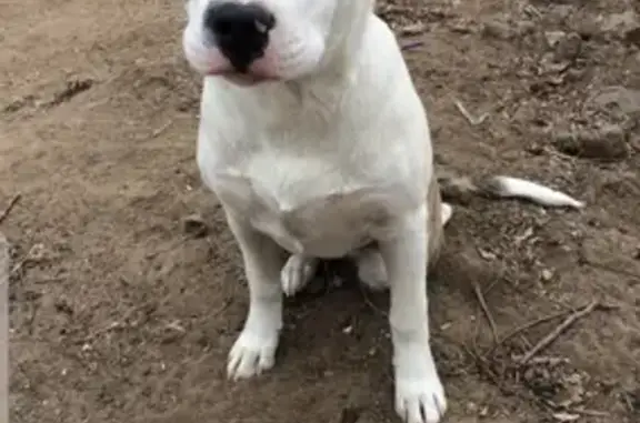 Собаки потеряшки, Астрахань, фото: Потеряшка собака в посёлке Советском, Астрахань