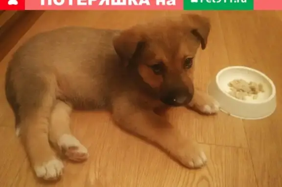 Найден щенок на ул. Ильича, Екатеринбург.