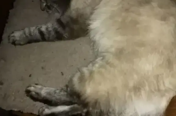 Пропала кошка в Тверской области: невская маскарадная порода, черный ошейник.