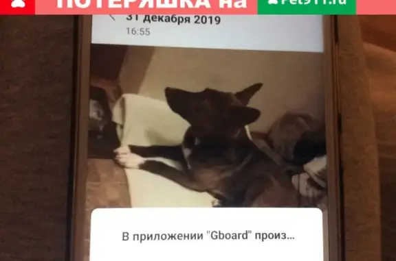 Собаки потеряшки, Нижний Новгород, фото: Потеряшка собака Герда с желтой клипсой в Нижегородском районе
