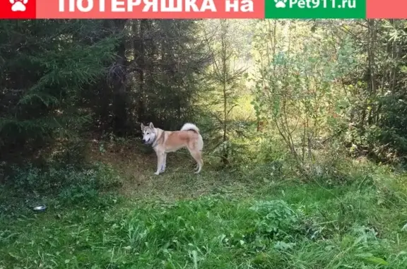 Пропала собака в деревне Максимовка, Ивановская область.