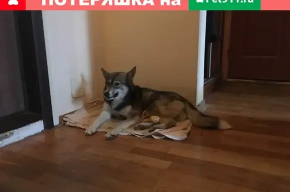 Найдена домашняя собака в поселении Десёновское, Москва