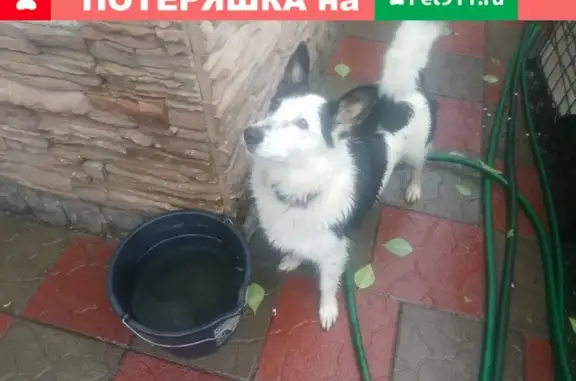 Пропала собака на Ташкентской улице в Оренбурге