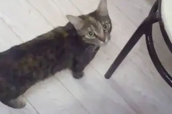 Найдена кошка Кошечка на Маяковского.