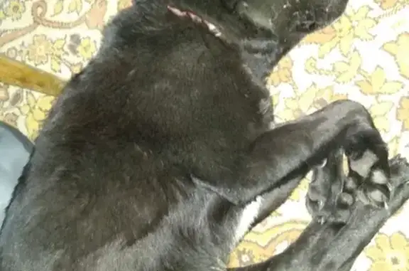 Найдена чёрная собака с ошейником в Яхрома Ривер