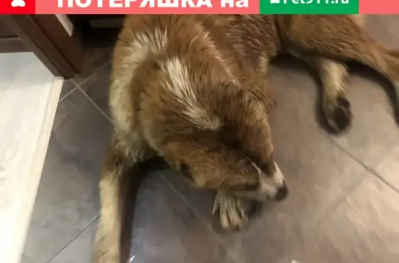 Собака Алабай на Ухтомского Ополчения, Москва