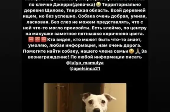 Собаки потеряшки, Масловское, фото: Потеряшка собака в деревне Шилово, Тверская область