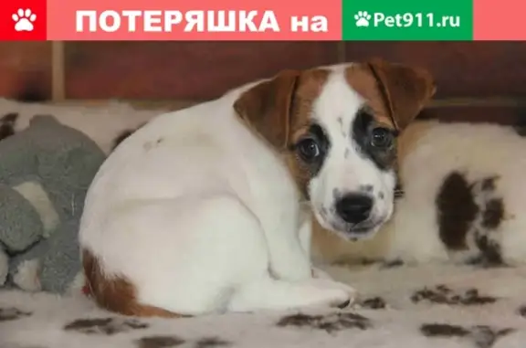 Пропала собака Мася в Дмитрове, МО, ул. А.М. Маркова, 22А