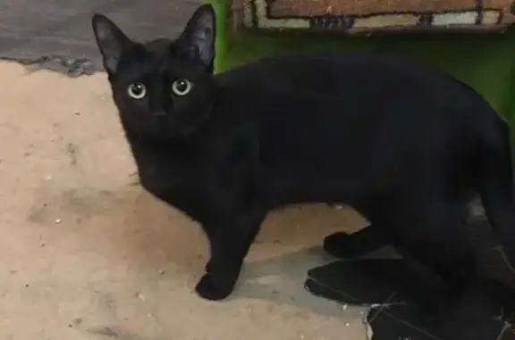 Кошки потеряшки, Санкт-Петербург, фото: Потеряшка кошка Никта на улице Подводника Кузьмина