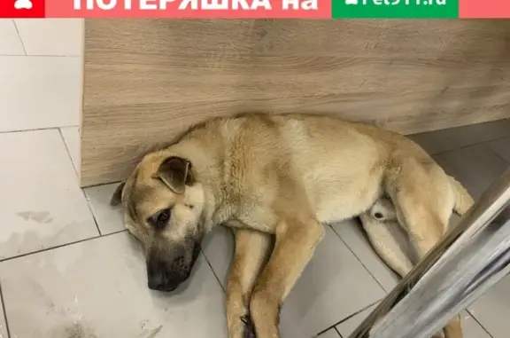 Собака на улице Пушкина, Барнаул