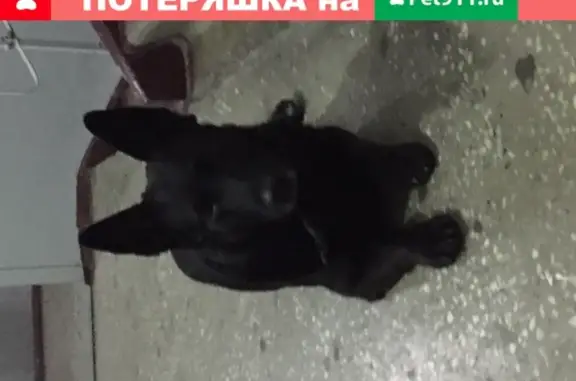 Собака найдена на ул. Гусарова 68, Красноярск.