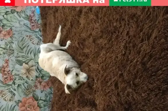 Собаки потеряшки, , фото: Потеряшка собака Рем в Наро-Фоминском округе, Васильчиново, микрорайон Восток.