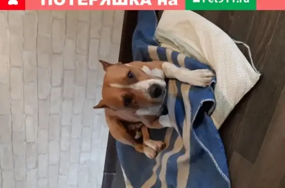 Собака Питбуль найдена на улице Кирова, 147 (Россия, Волгоград)