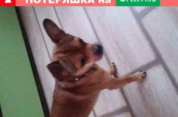 Собака найдена в районе Автопарка Липецк.
