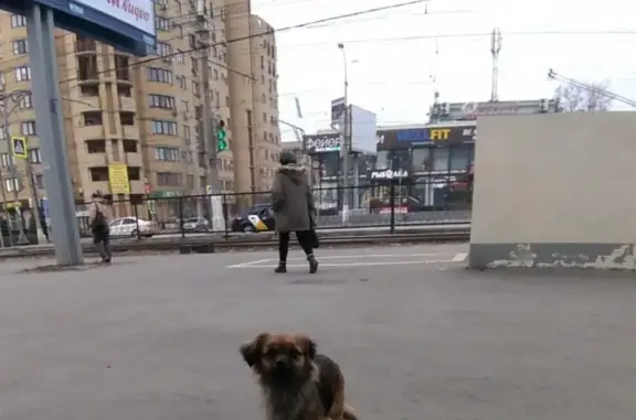 Собака ждет хозяина у Пятёрочки на Ленина, 60.