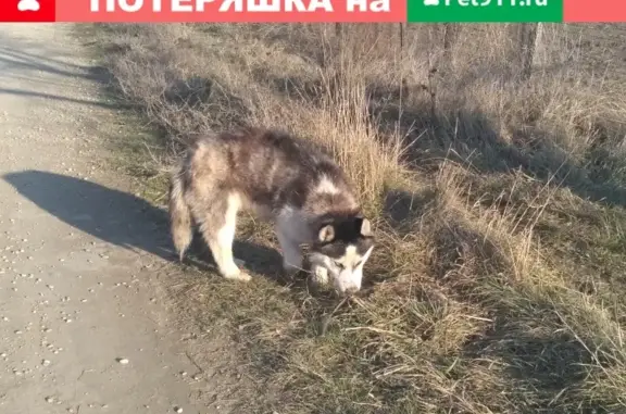 Найден щенок маламута в с. Гражданское, Минераловодский район