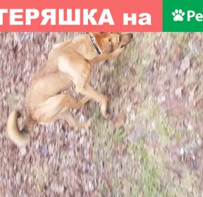 Найдена худая собака на улице Терешковой, Мытищи