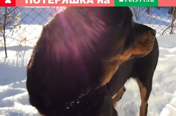 Собака Ротвейлер найдена в Тюмени