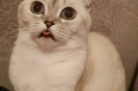 Кошки потеряшки, Шенкурск, фото: Потеряшка кошка Вислоухая шотландка на трассе М8, зовут Буся (Шенкурск)