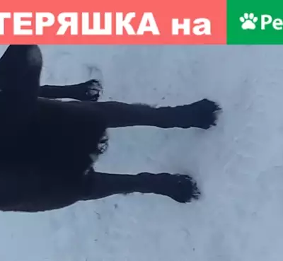 Собака найдена в садовом товариществе Полесье-88 в Московской области.